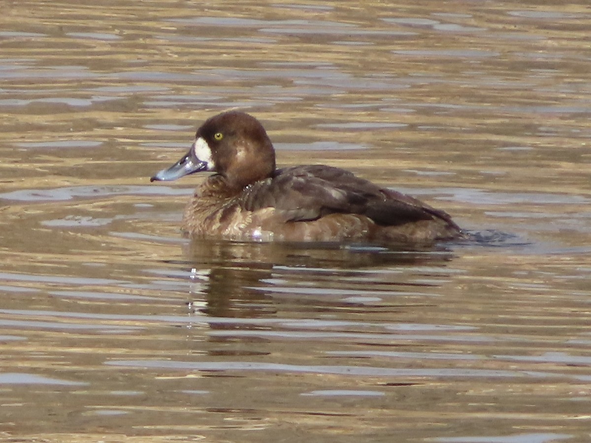 Greater Scaup - ML540372981