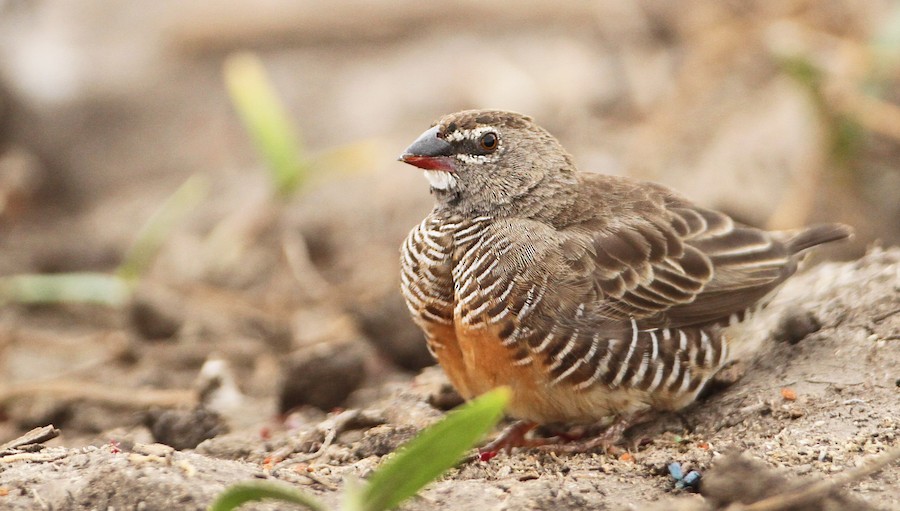 Quailfinch (Spectacled) - eBird
