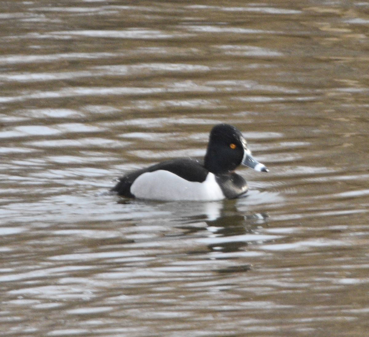 Ring-necked Duck - ML540373501