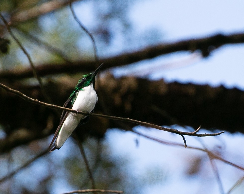 Black-eared Fairy - ML540373771