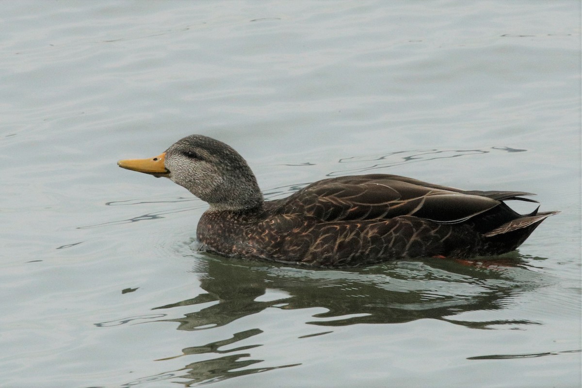 American Black Duck - ML540373961