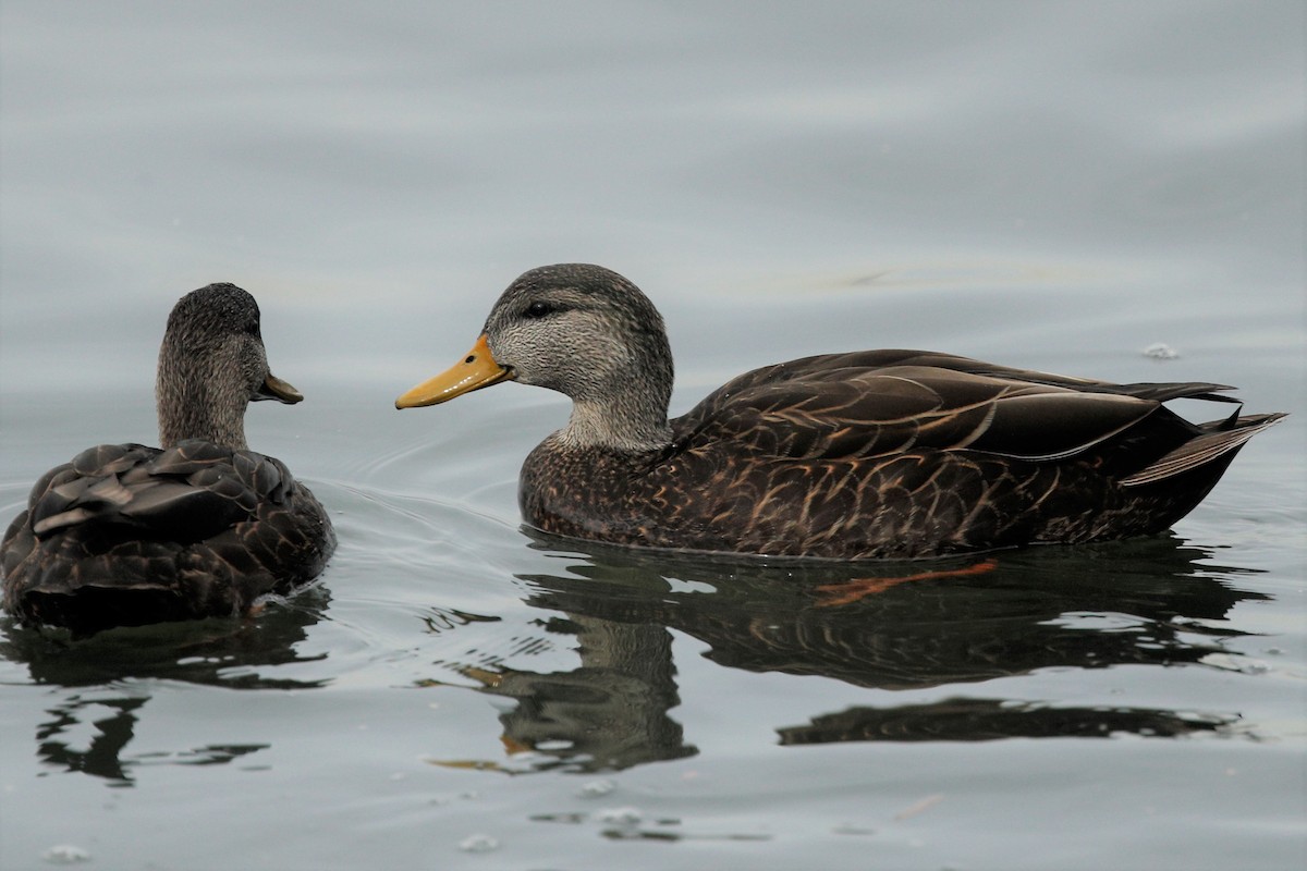 American Black Duck - ML540373971