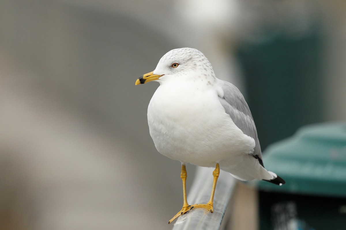 Ring-billed Gull - ML540374011