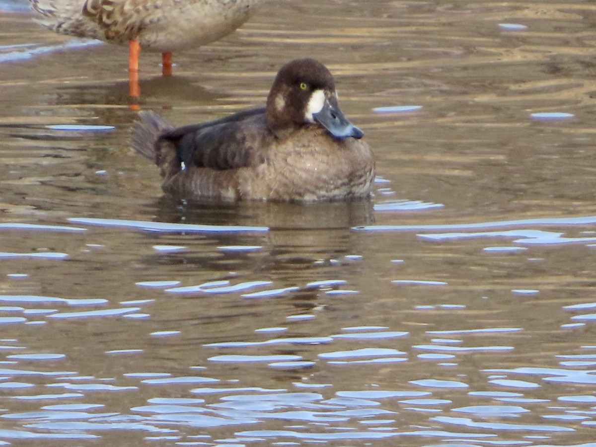 Greater Scaup - ML540374191