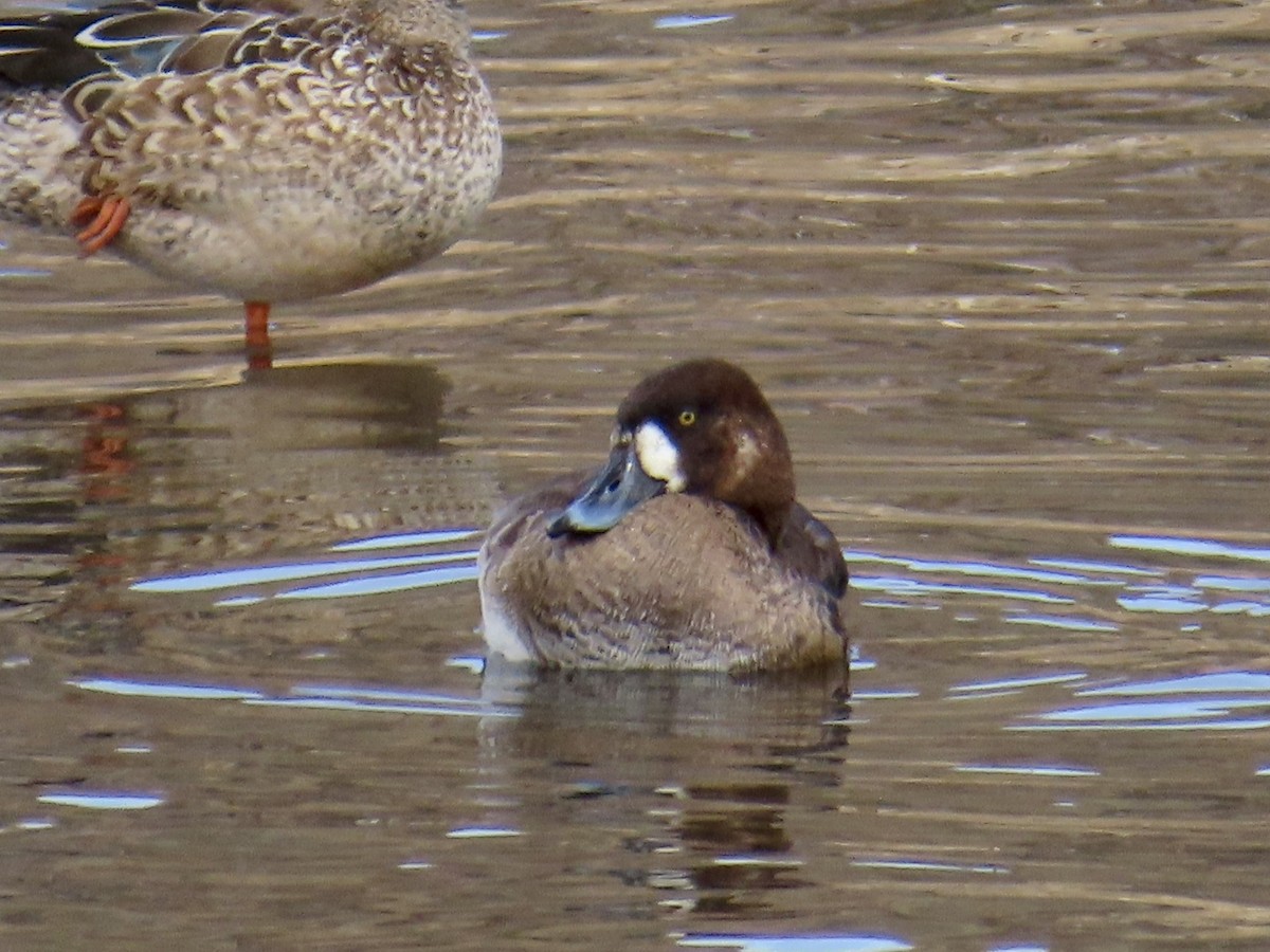 Greater Scaup - ML540374271