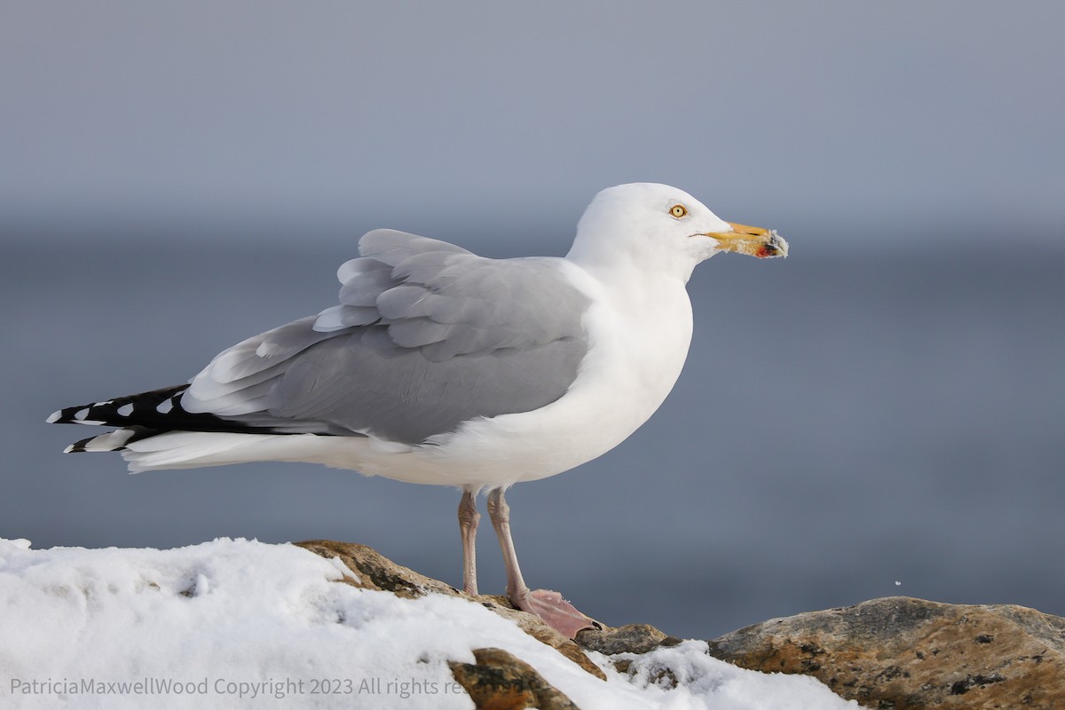 Herring Gull - ML540374291