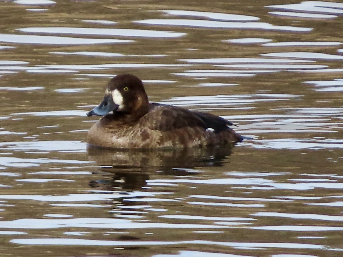 Greater Scaup - ML540374821