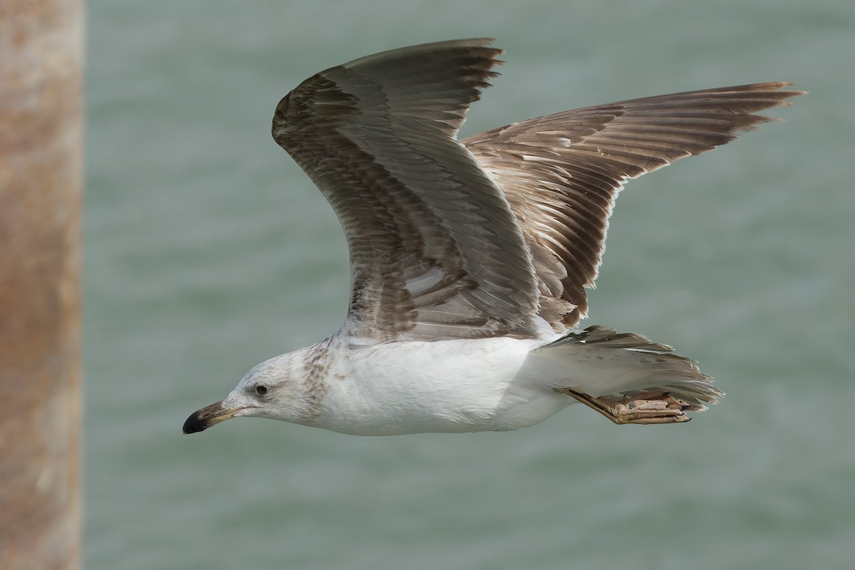 Yellow-footed Gull - Joachim Bertrands