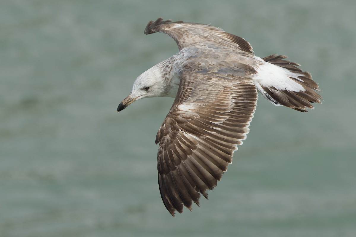 Yellow-footed Gull - Joachim Bertrands