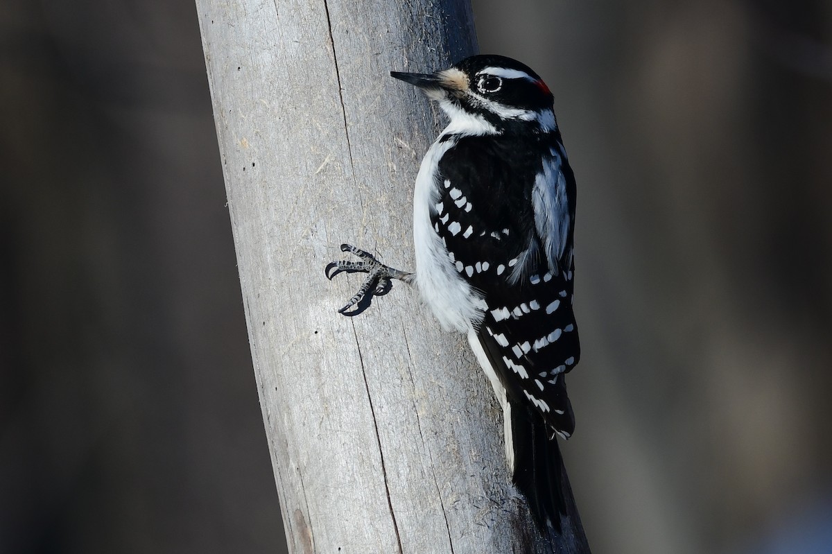 Hairy Woodpecker - Michele Chartier