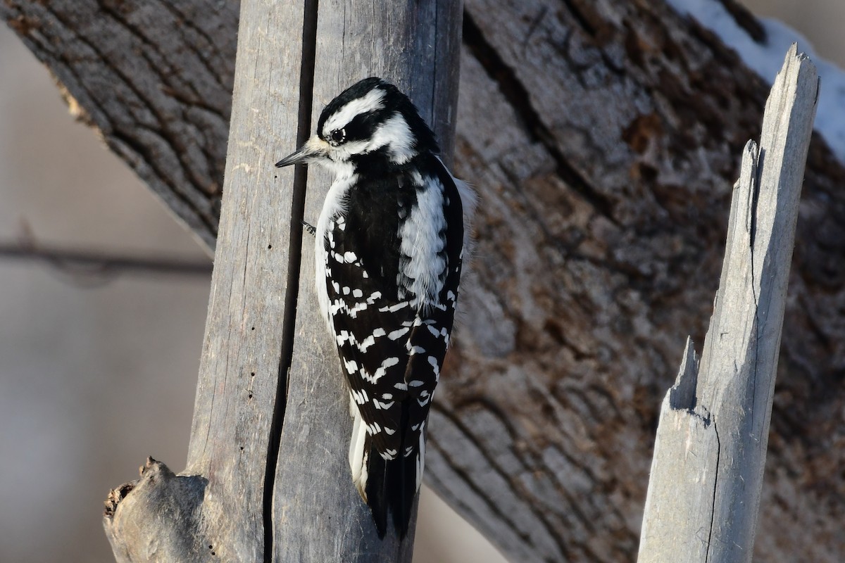 Hairy Woodpecker - Michele Chartier