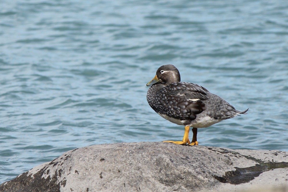 Flying Steamer-Duck - ML540376011