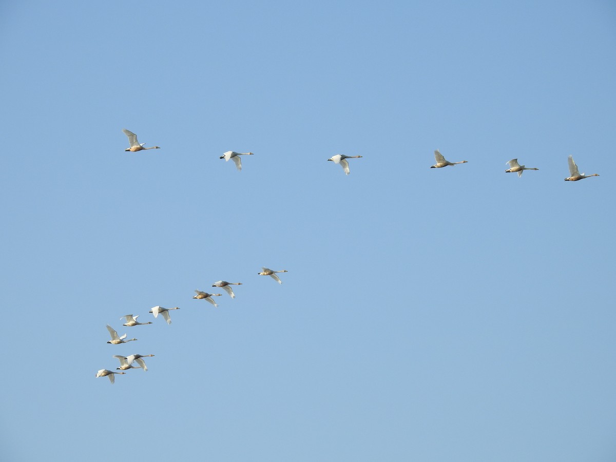 Whooper Swan - ML540376151