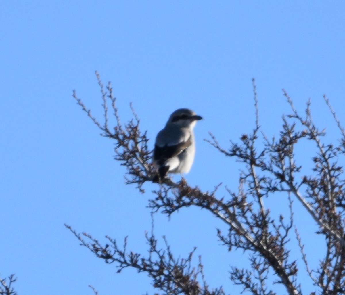 Northern Shrike - ML540376411