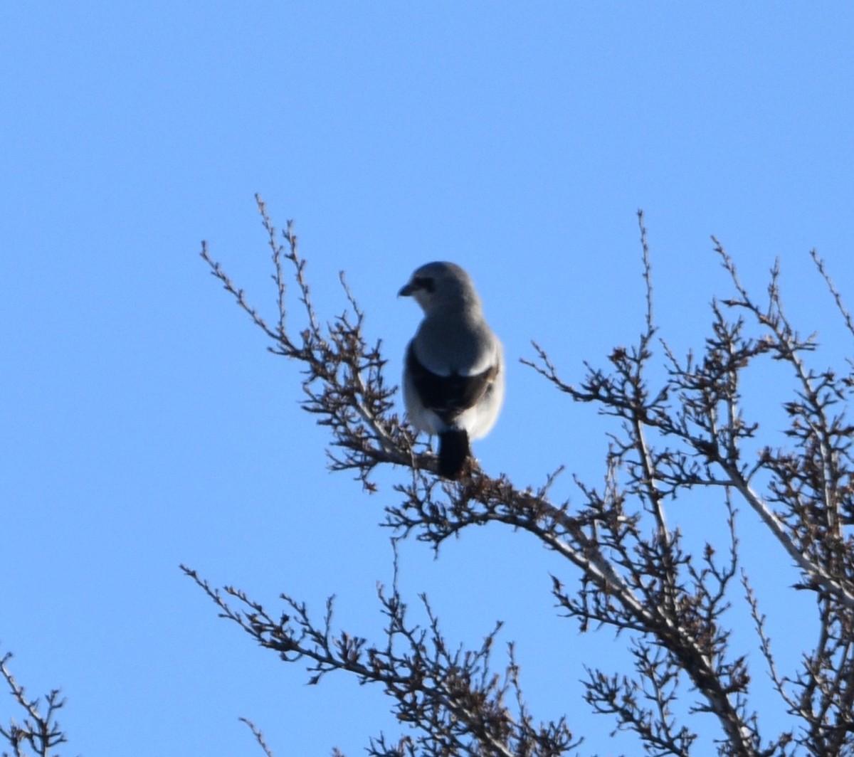 Northern Shrike - ML540376461