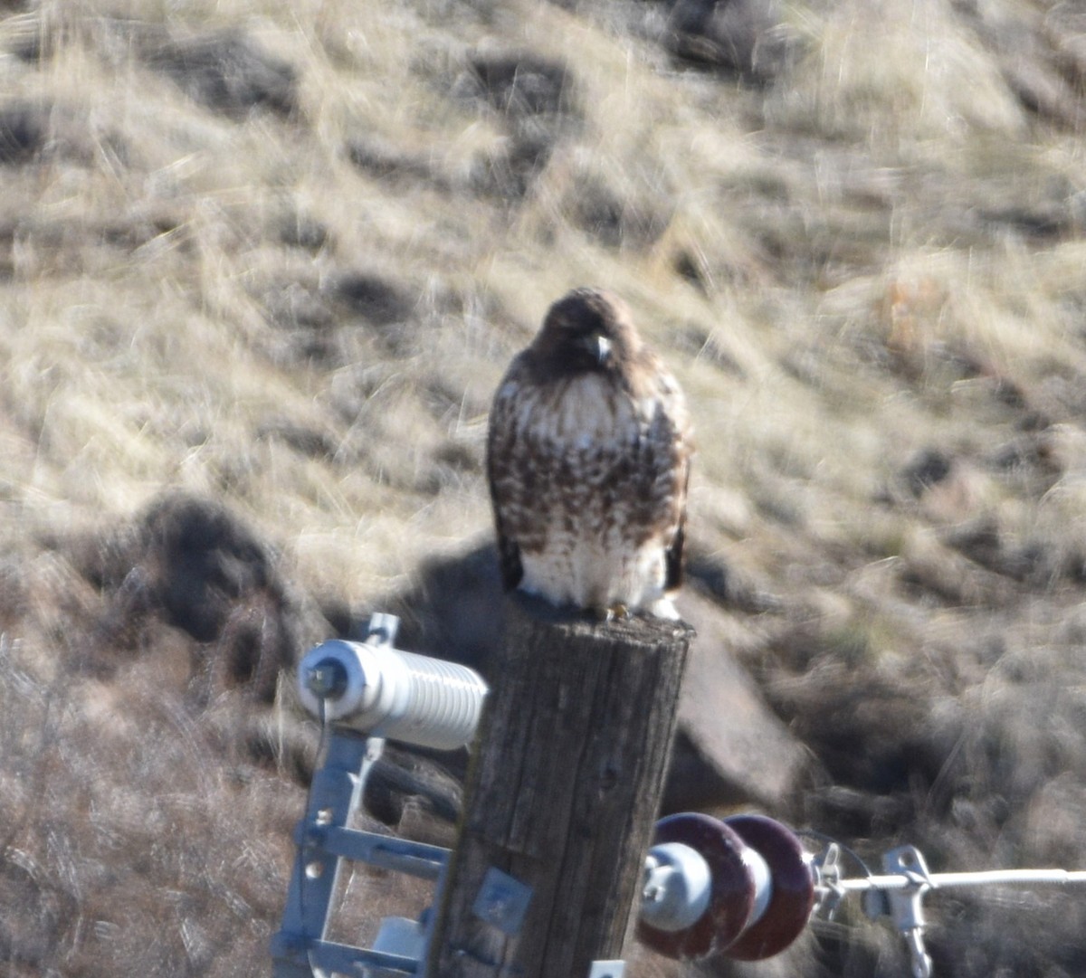 Red-tailed Hawk - ML540376571