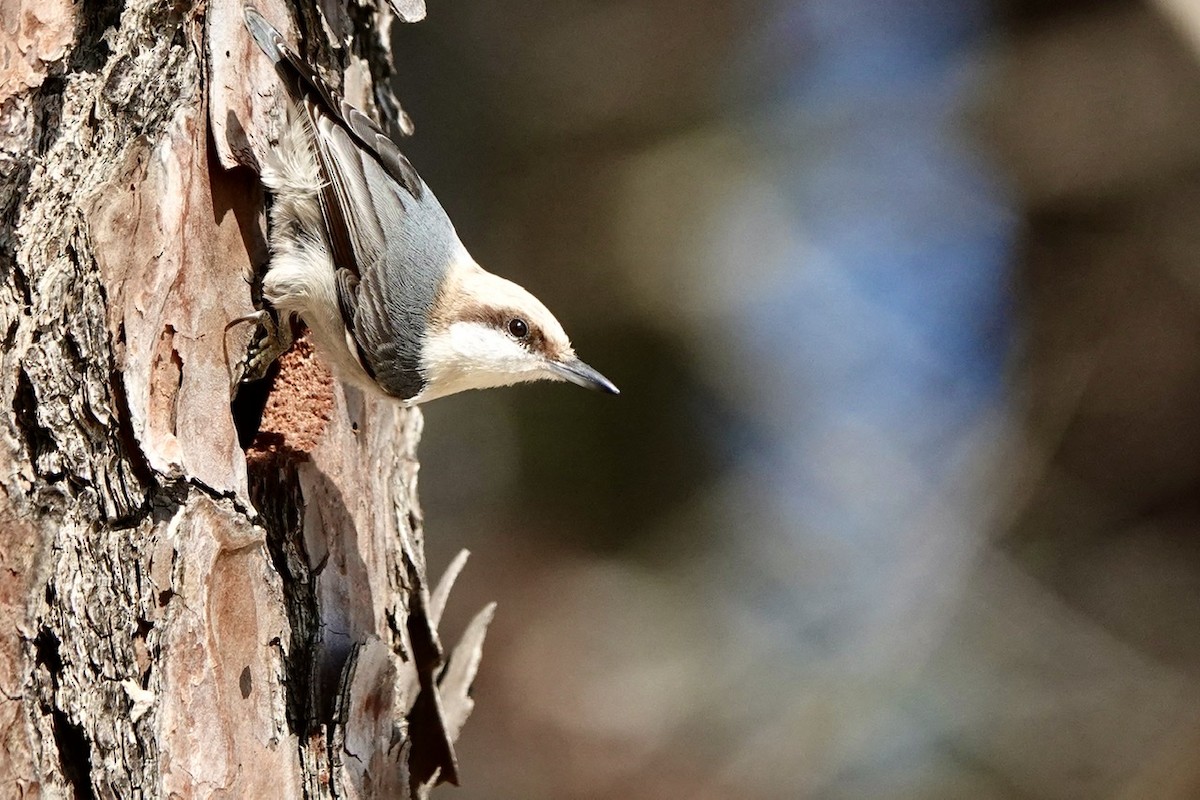 Brown-headed Nuthatch - ML540376581