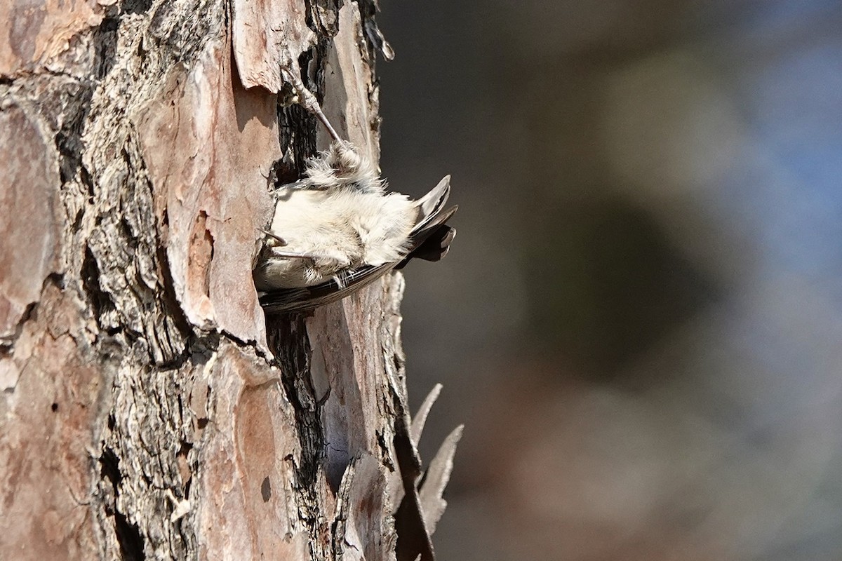 Brown-headed Nuthatch - ML540376601
