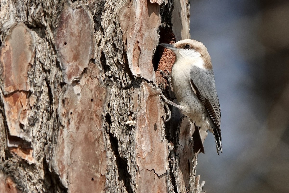 Brown-headed Nuthatch - ML540376611