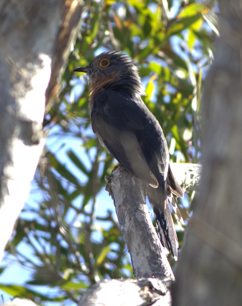 Fan-tailed Cuckoo - Greg Roberts