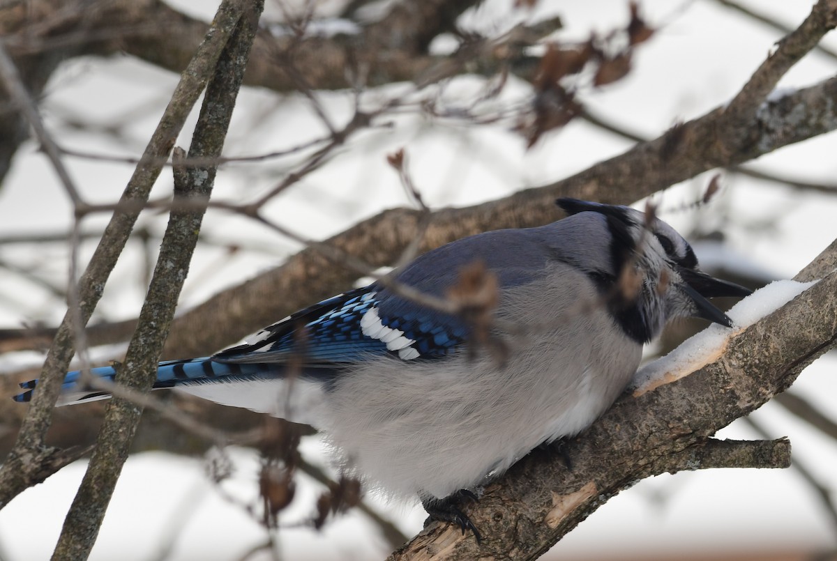 Blue Jay - ML540377511