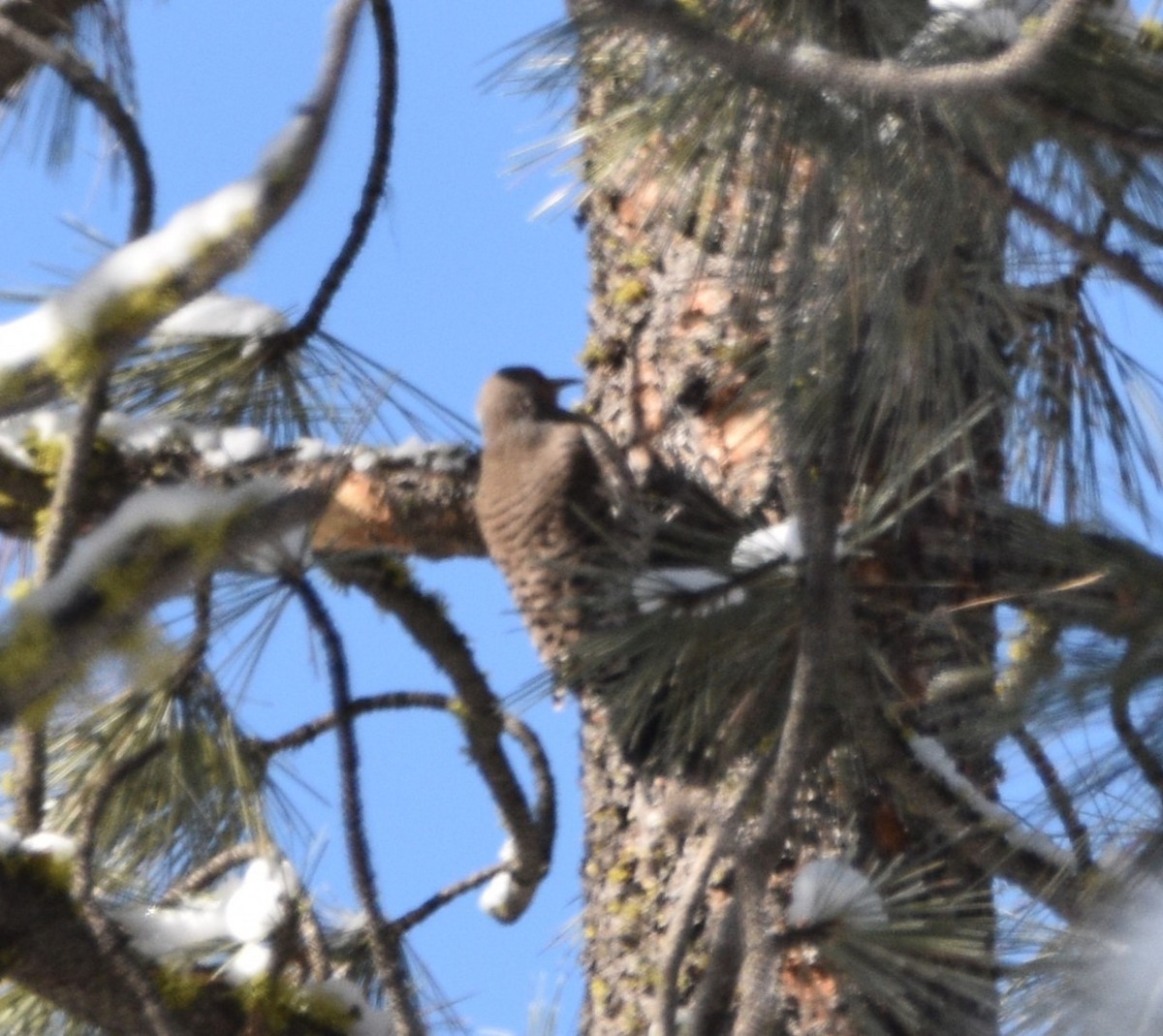 Northern Flicker - ML540377861