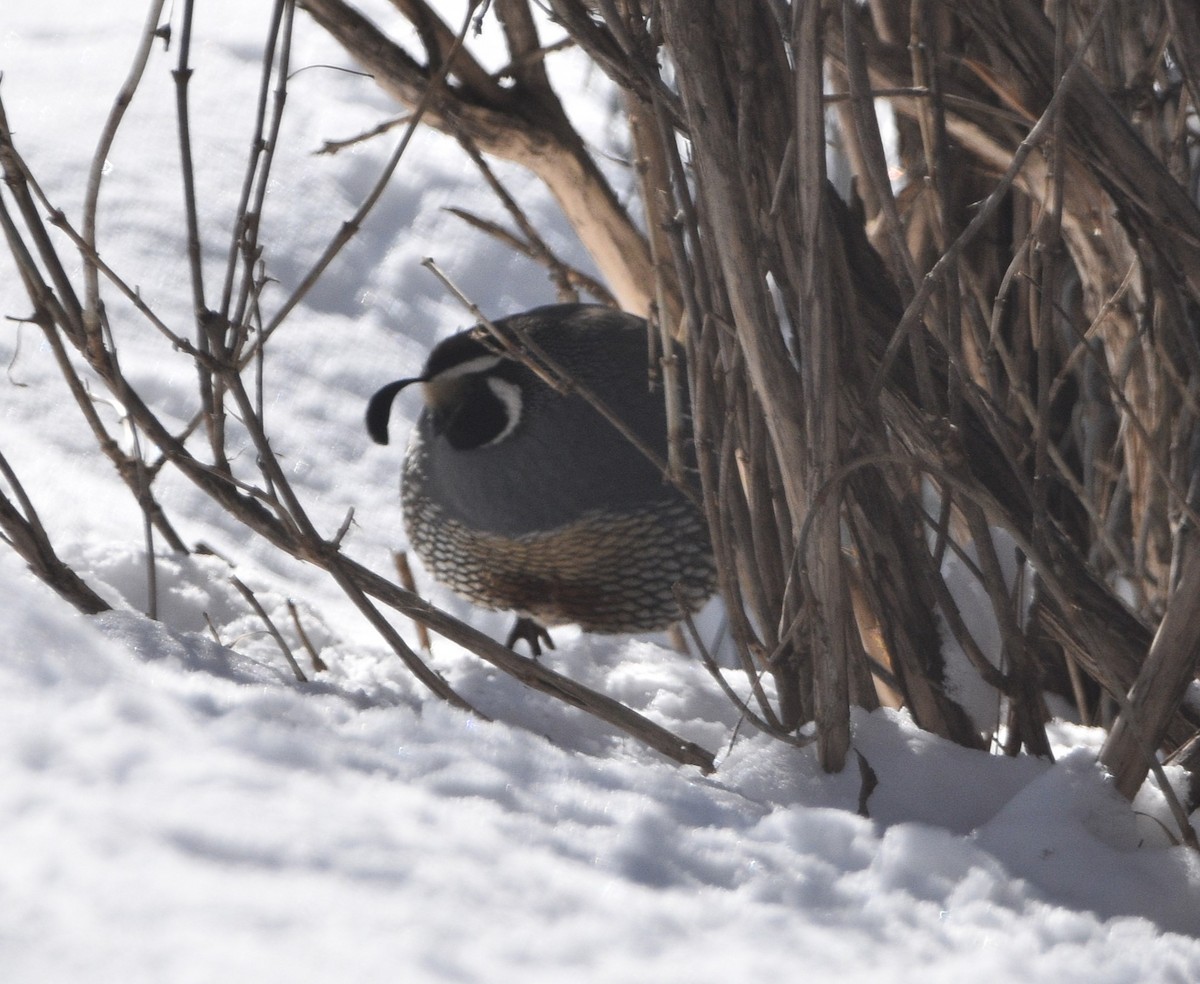 California Quail - ML540377971