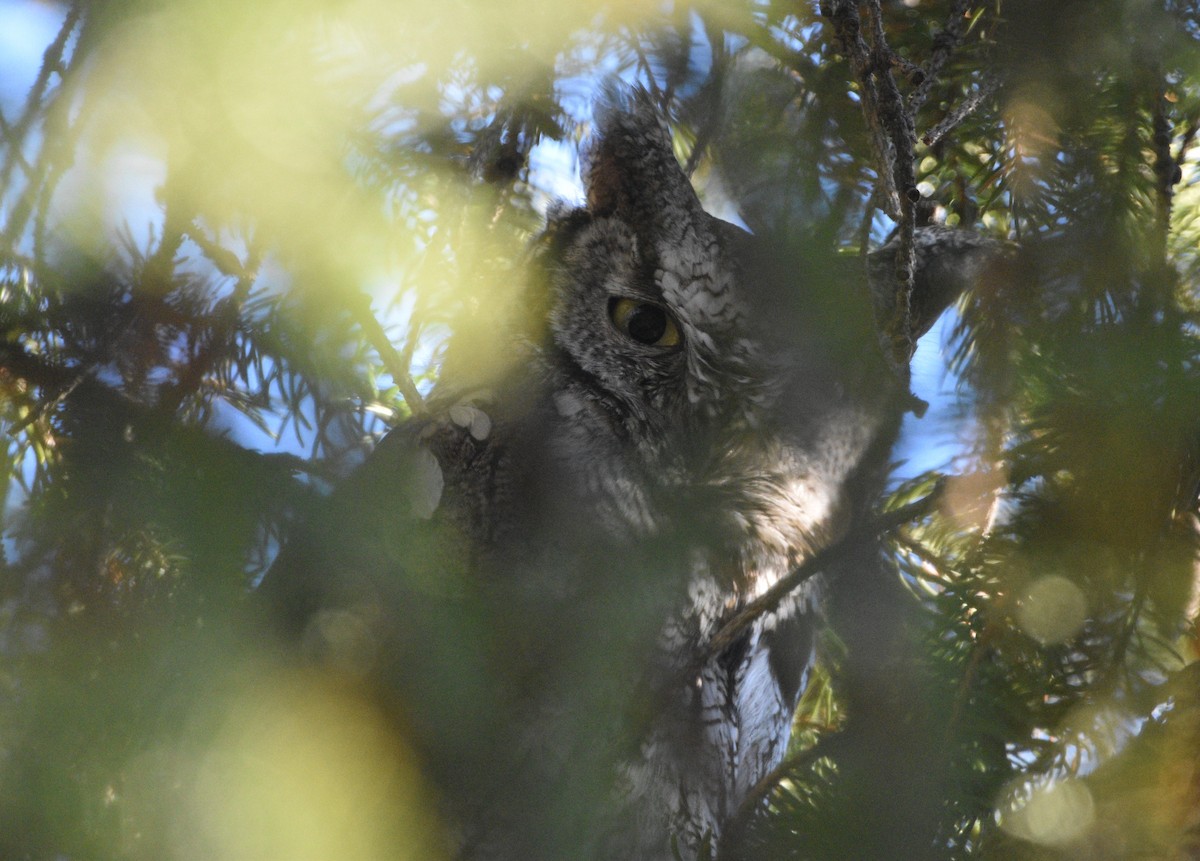 Western Screech-Owl - Peter Olsoy