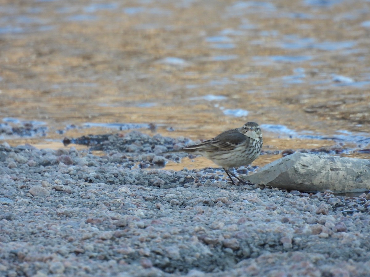 American Pipit - ML540378501