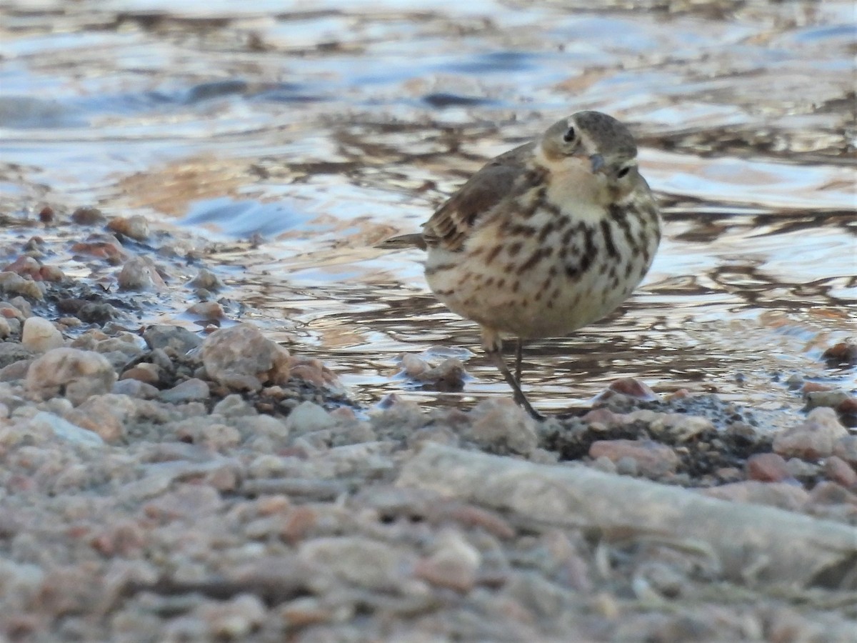 American Pipit - ML540378811