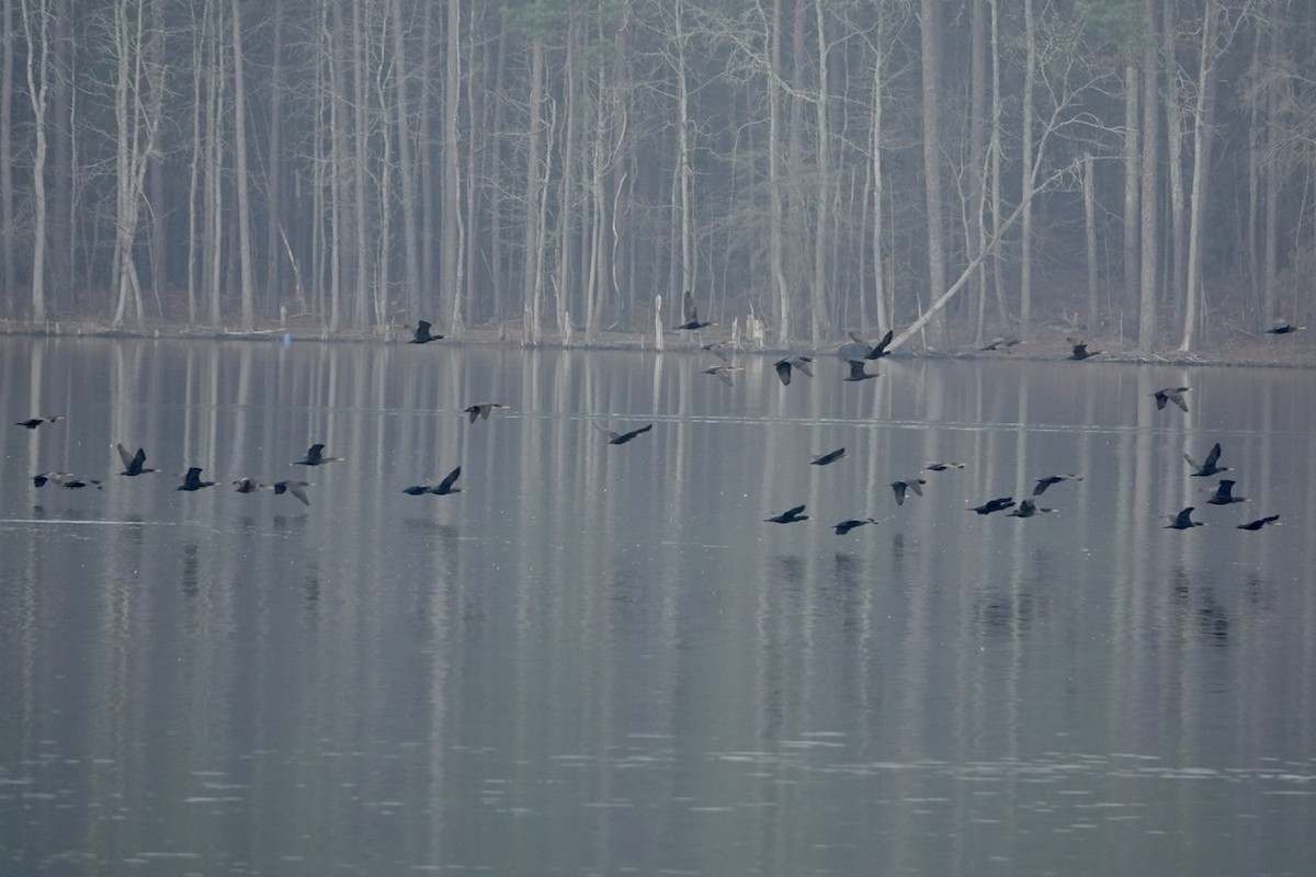Double-crested Cormorant - ML540379091