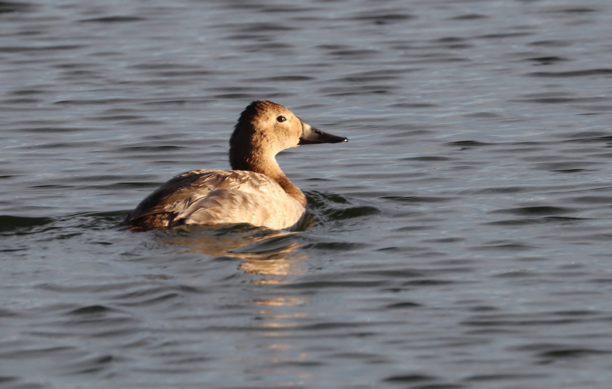 Canvasback - ML540379311