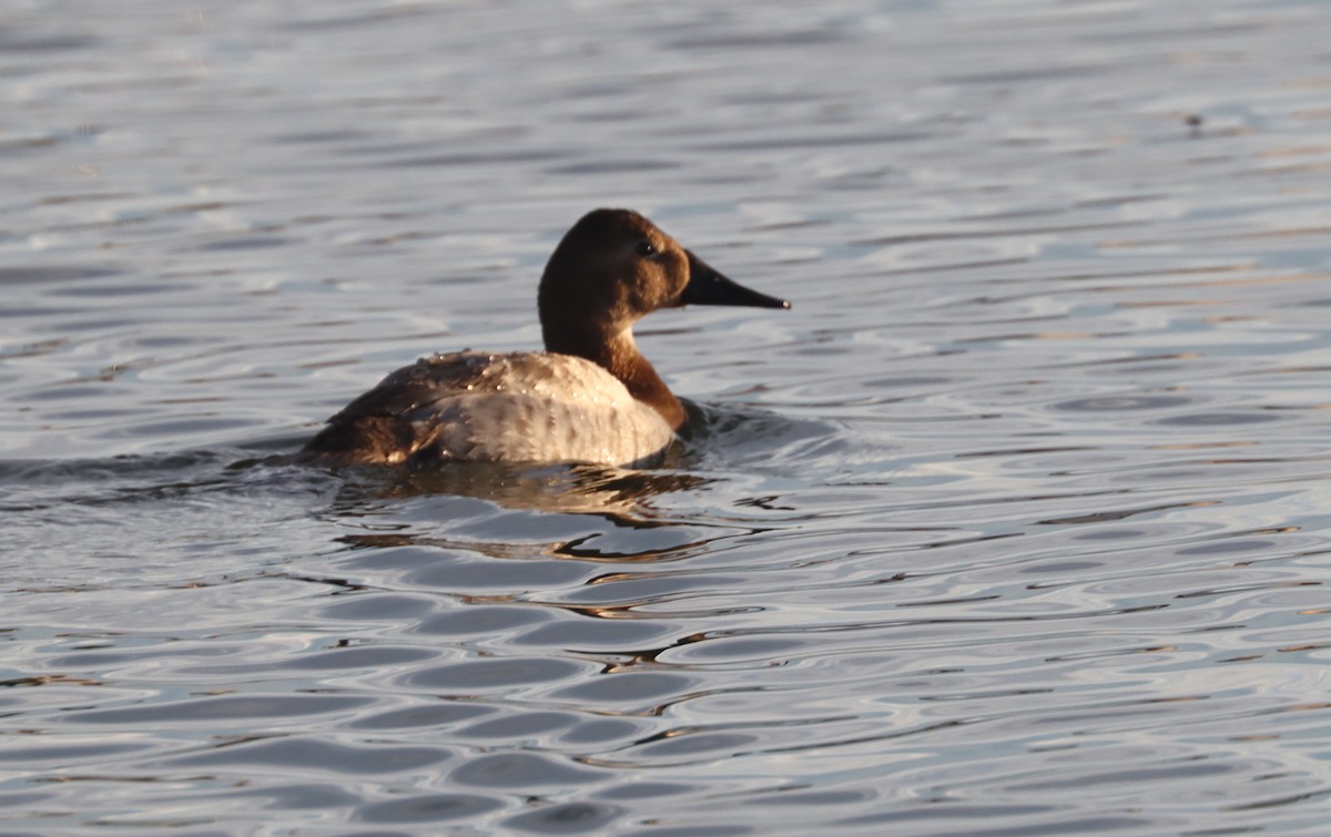 Canvasback - ML540379491