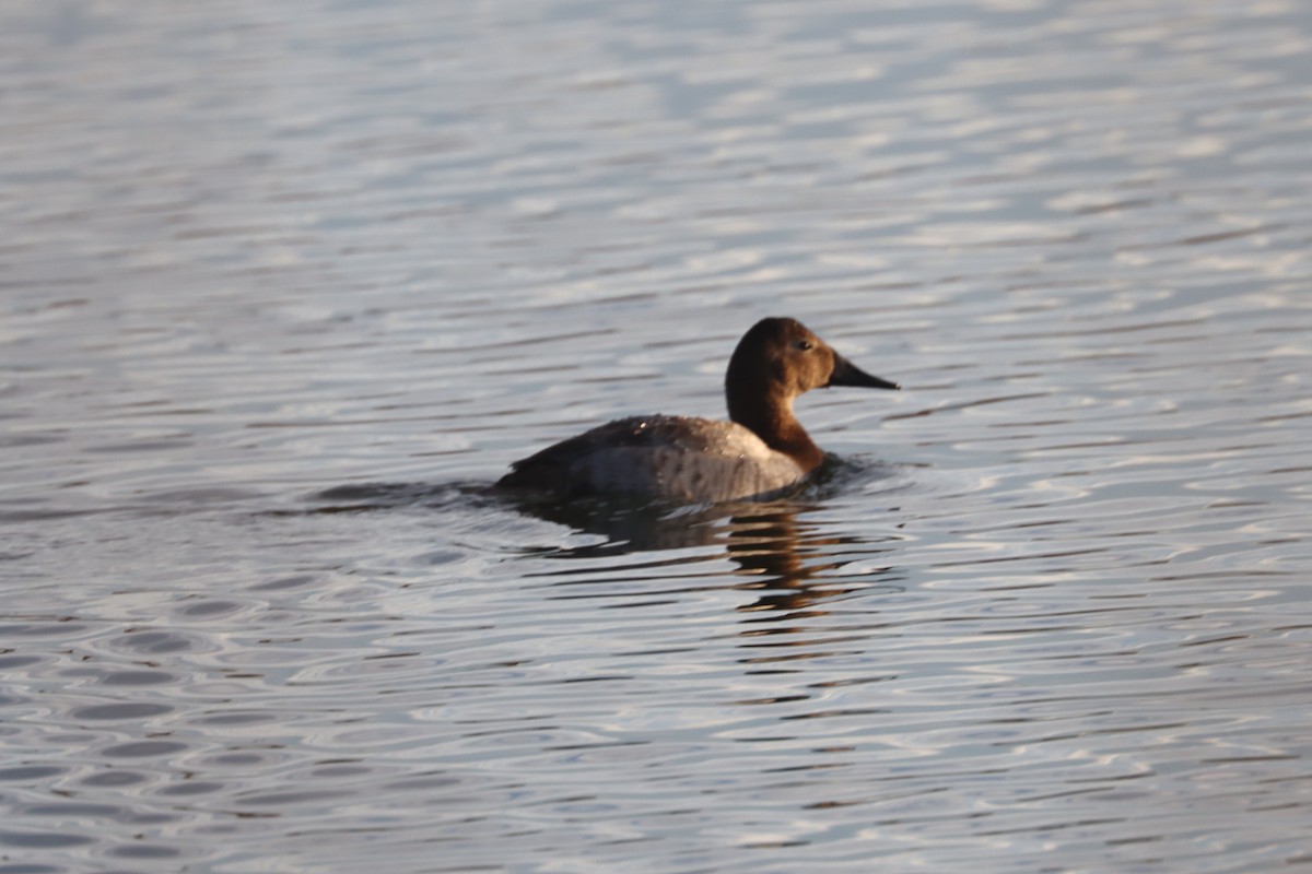 Canvasback - ML540379661