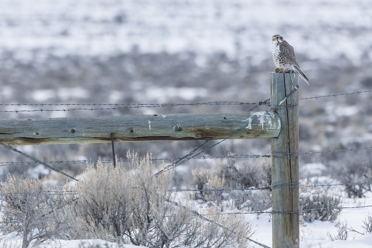 Prairie Falcon - ML540380801