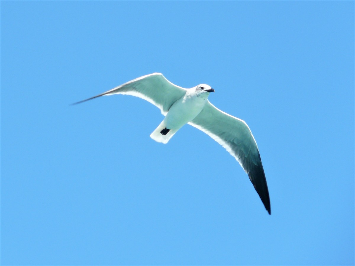 Laughing Gull - Julia M.