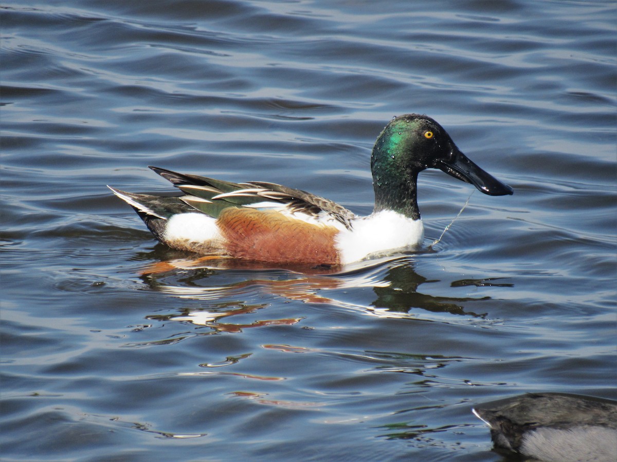 Canard souchet - ML540381361