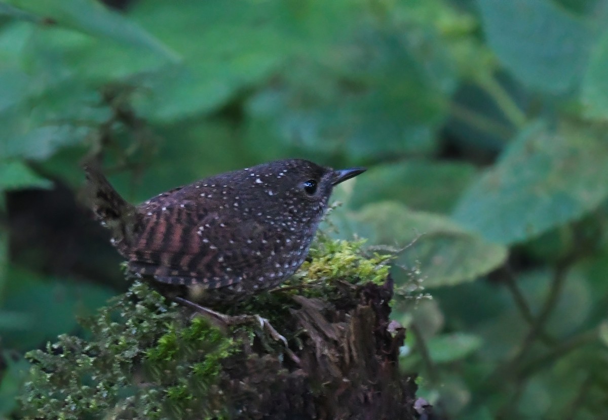 Spotted Elachura - Noel Foning