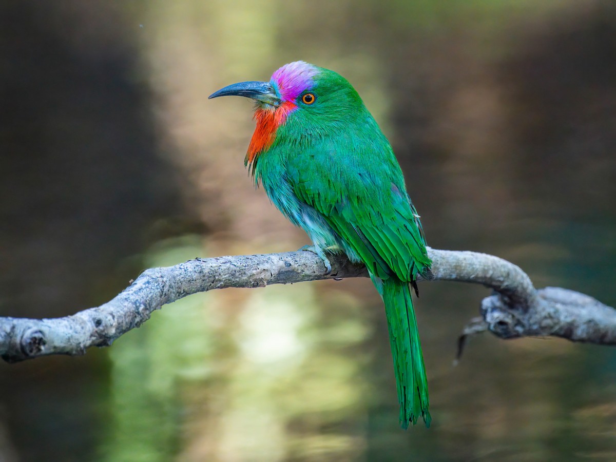 Red-bearded Bee-eater - Michael Sanders