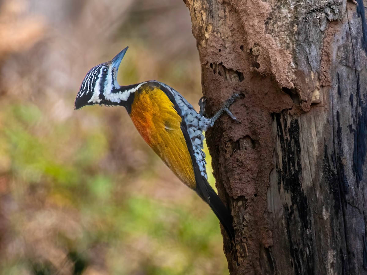 Common Flameback - ML540382581