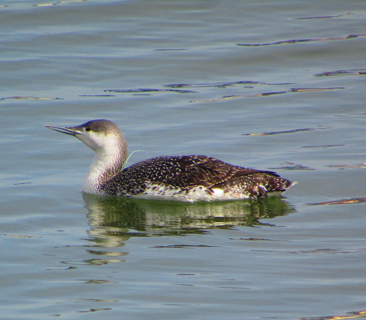 Red-throated Loon - ML540383431