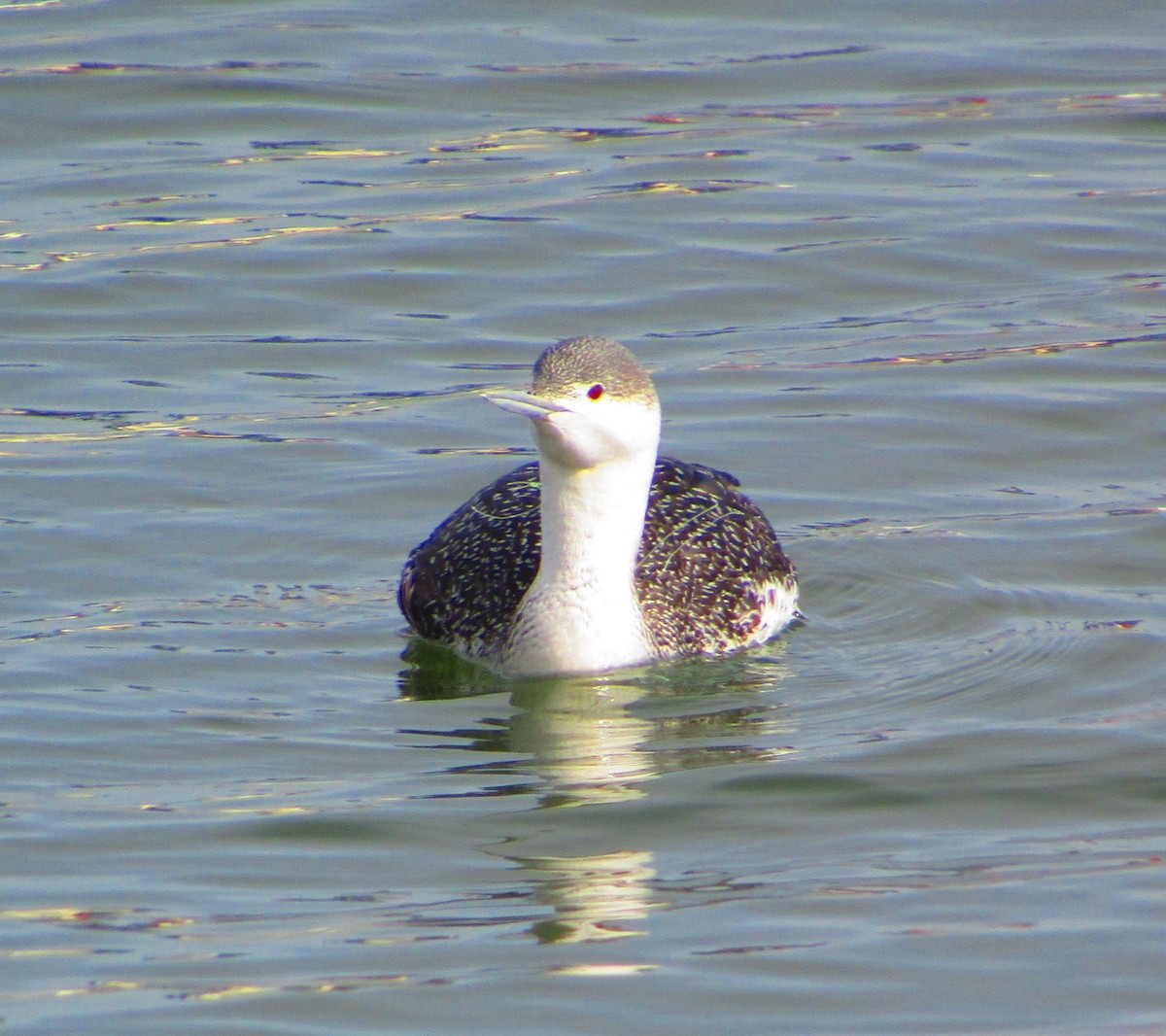 Red-throated Loon - ML540383481