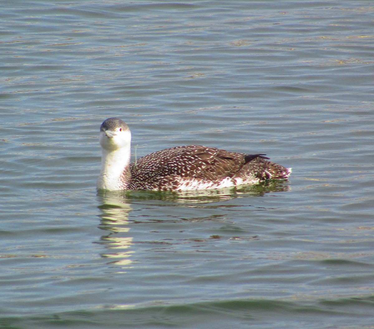 Red-throated Loon - ML540383571