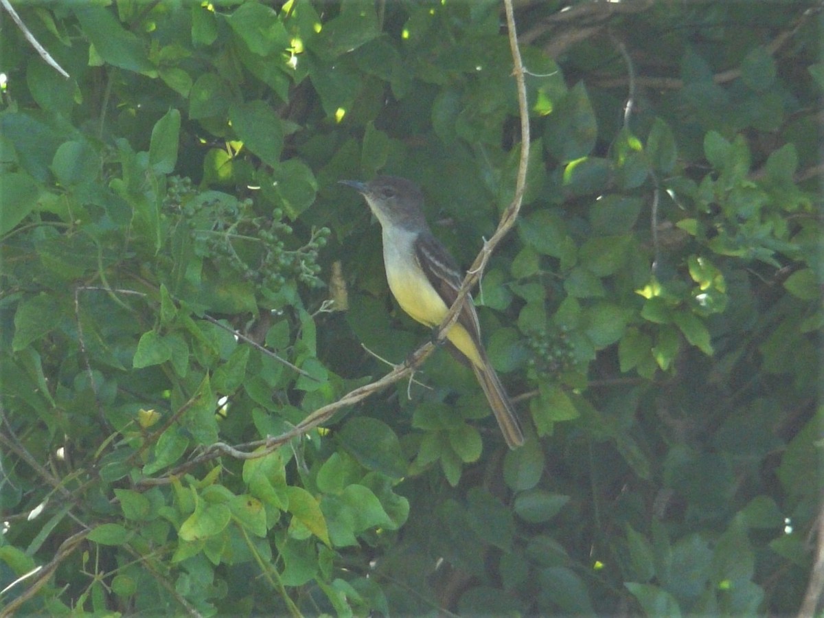 Stolid Flycatcher - ML540383621