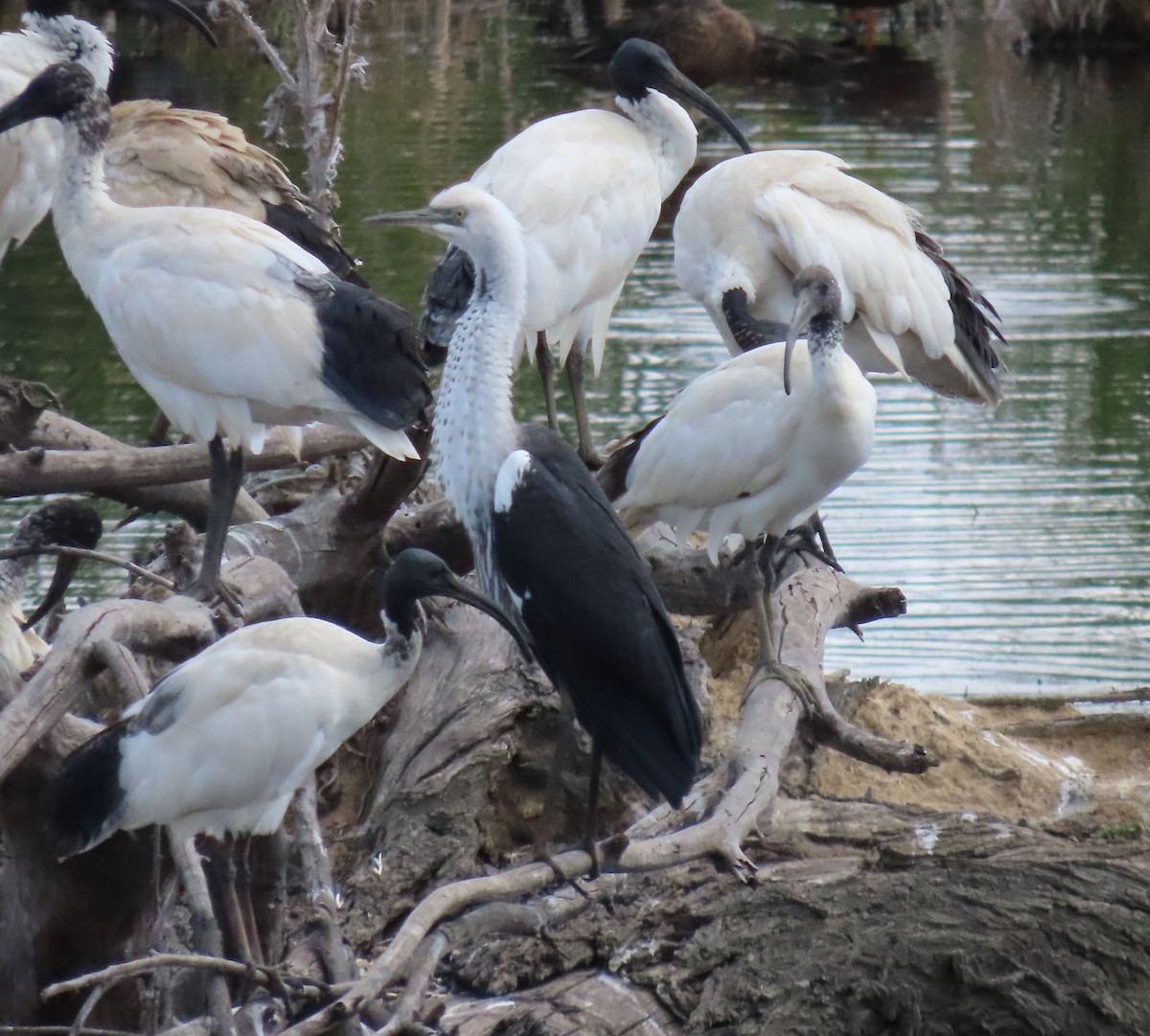 Pacific Heron - ML540384391