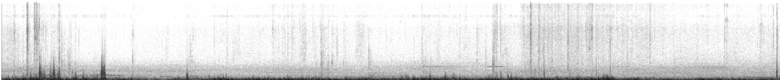 holub skalní (domácí) - ML540385061