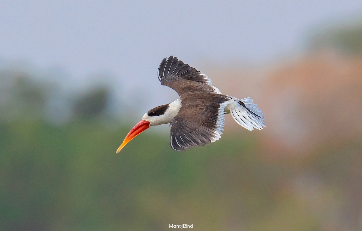 Indian Skimmer - ML540385591