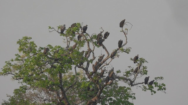 Slender-billed Vulture - ML540385651