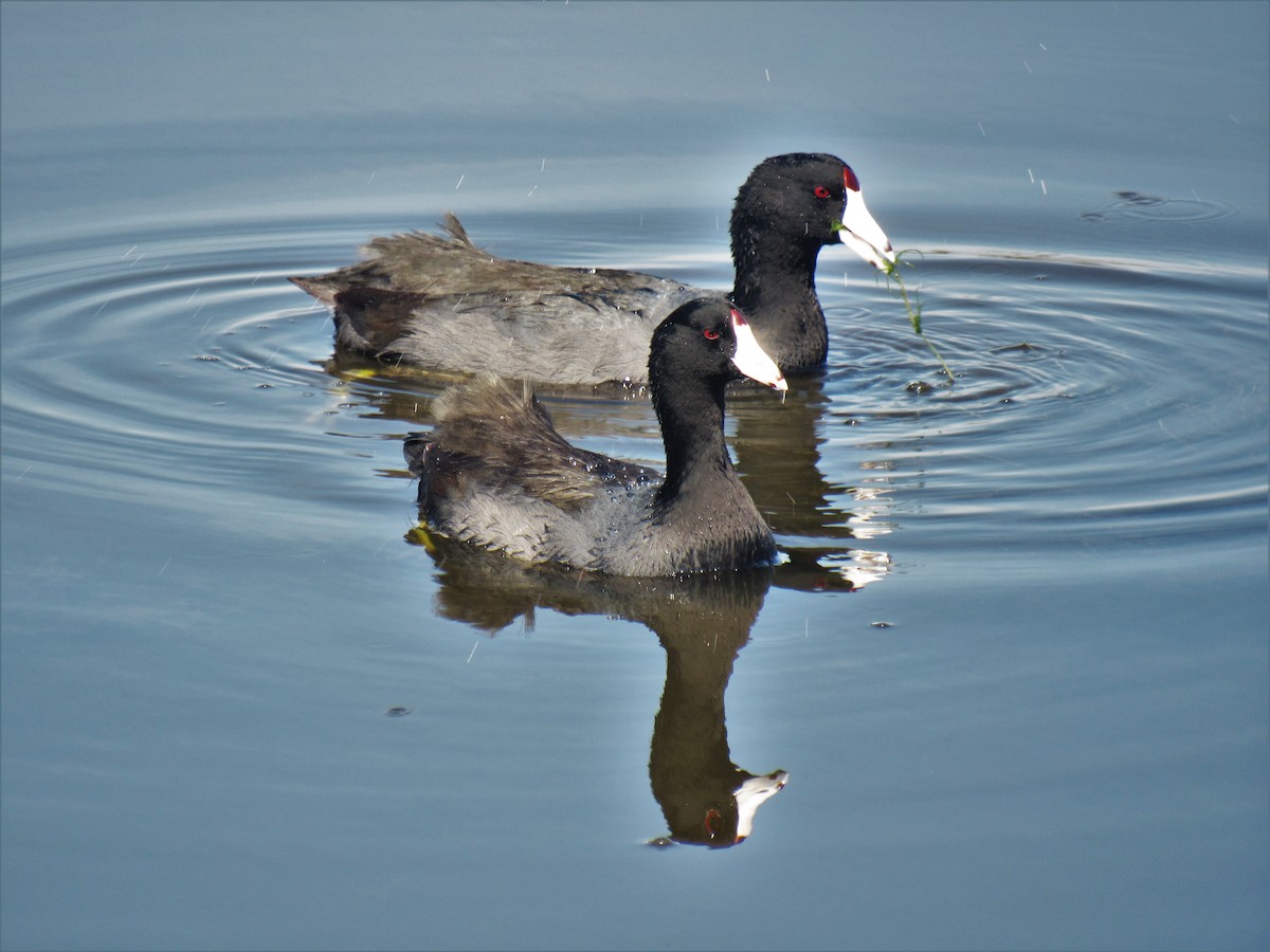 American Coot (Red-shielded) - ML540385661