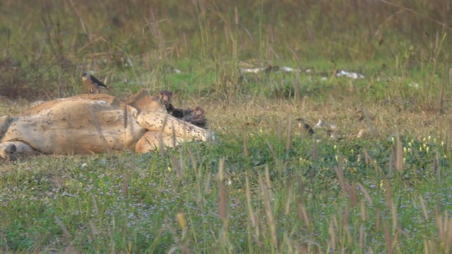 葡萄胸椋鳥 - ML540385971